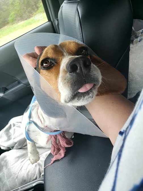 Hound safely riding in a car