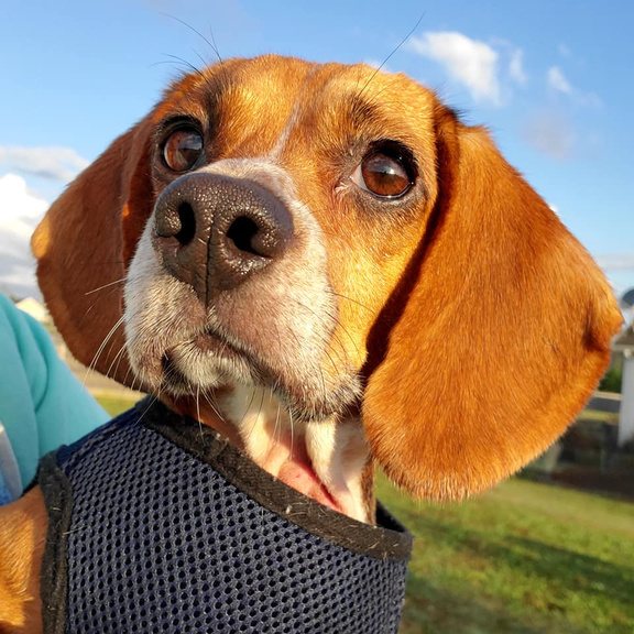 Hound enjoying the sunshine