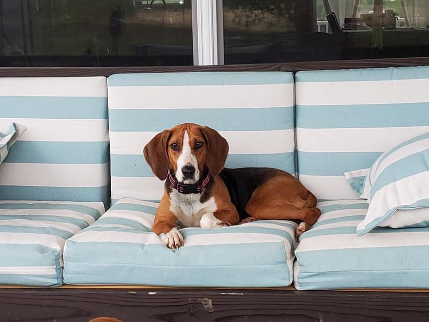 Hound relaxing at home