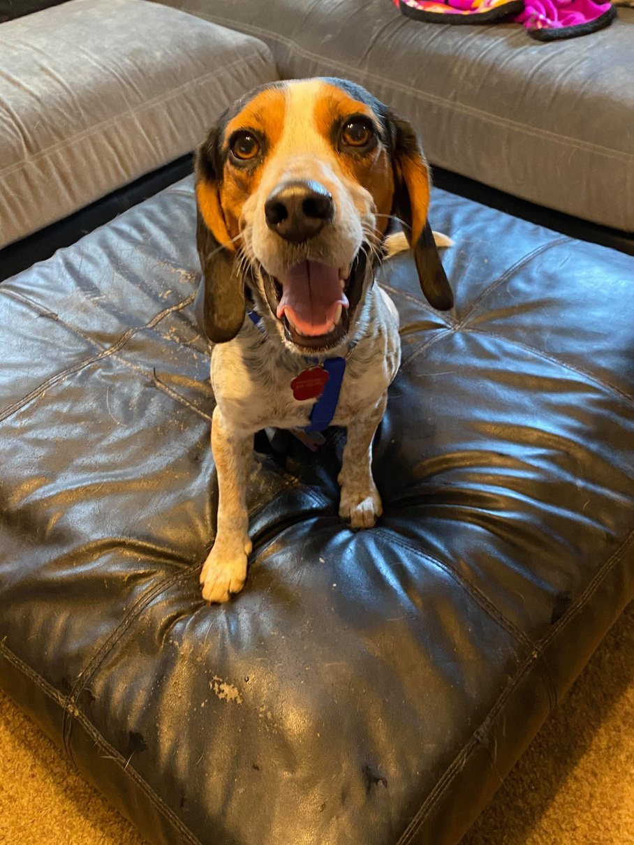 Hound relaxing in foster care