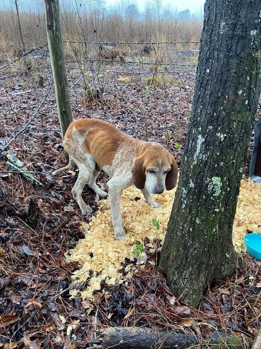 Hound needing rescue support