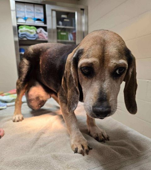 Rescued hound receiving care