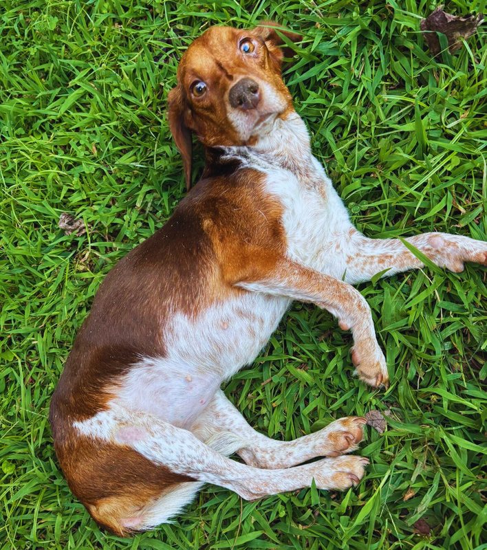 Hound relaxing in the grass