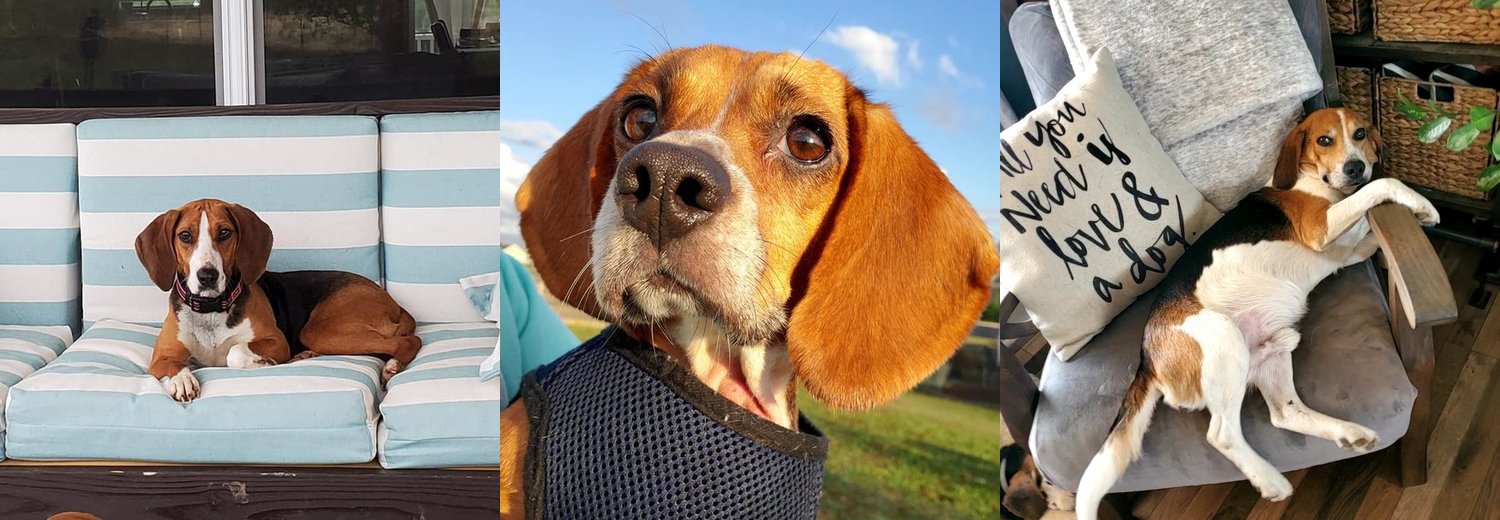 Several HERO hounds featured together