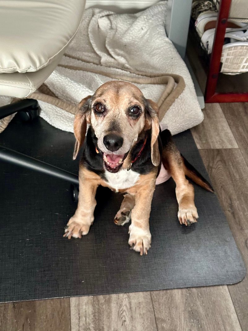 Happy senior hound after rescue