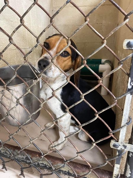 Hound waiting in a shelter