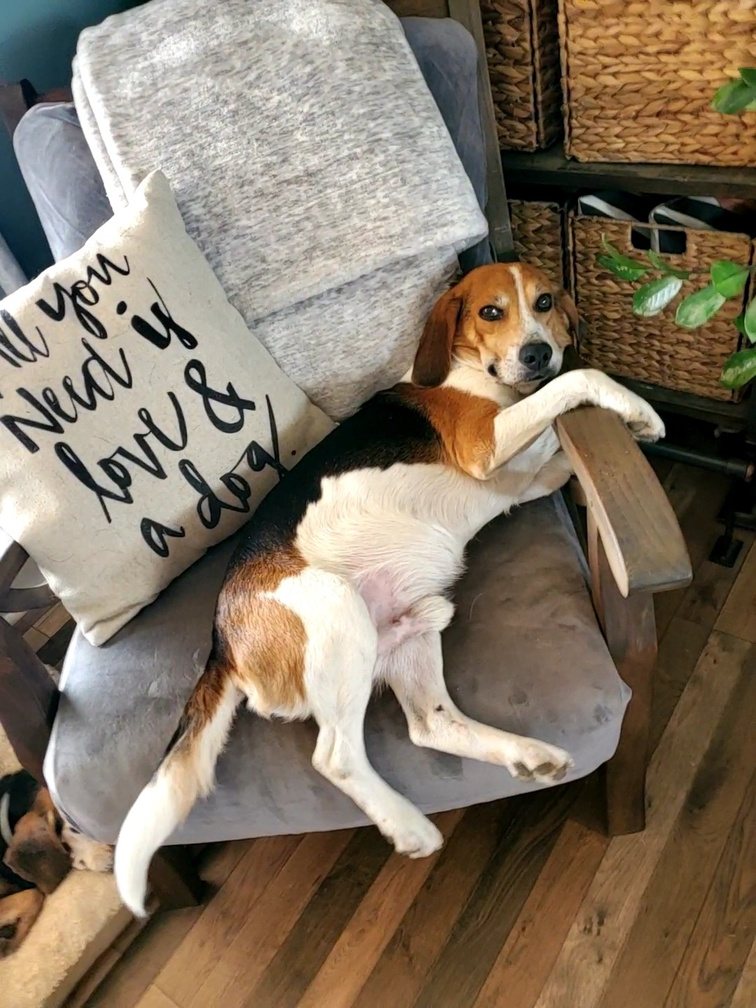 Hound comfortable in a home
