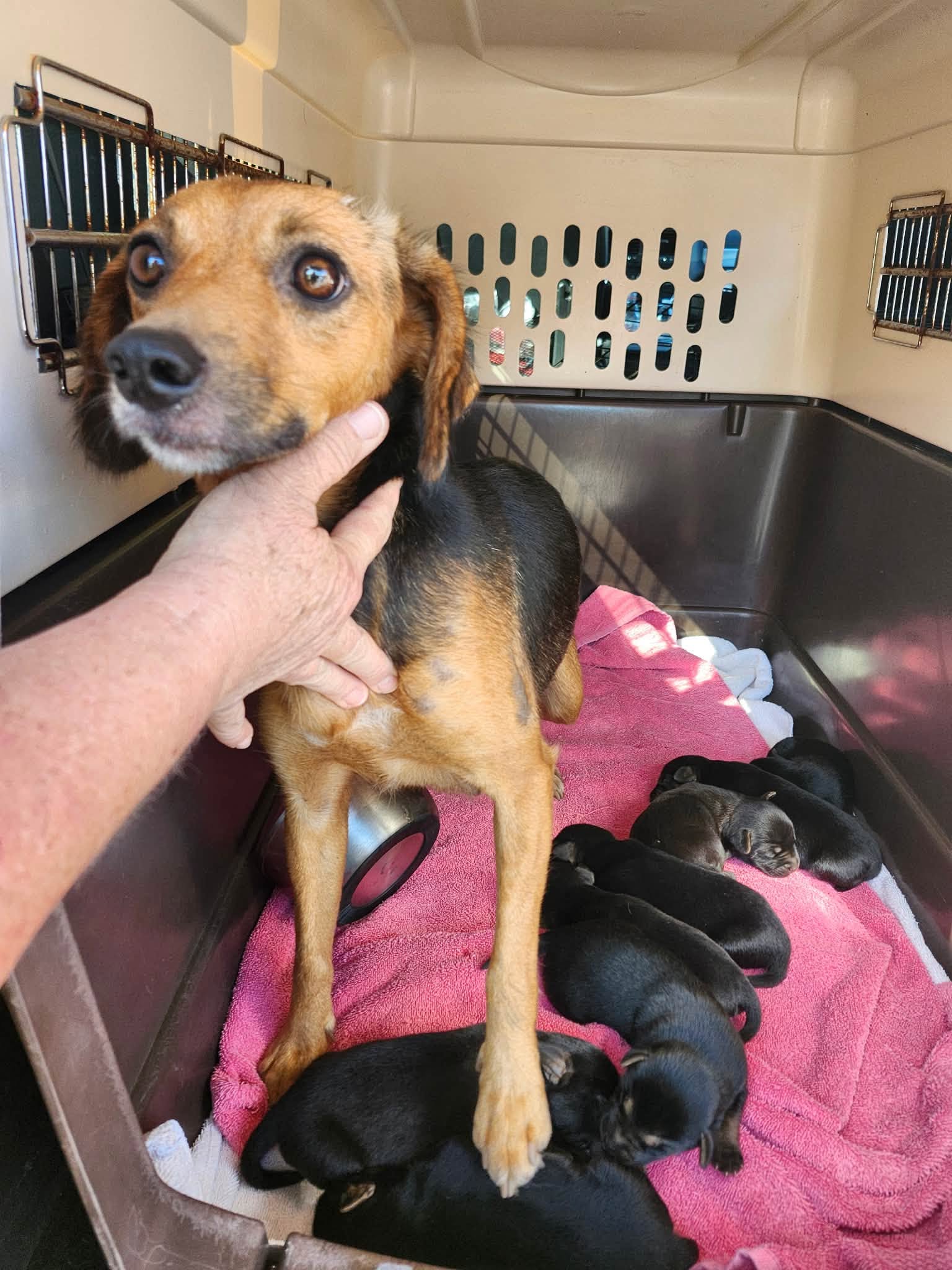 Mama dog with newborn puppies