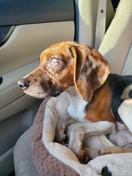 Hound receiving medical care