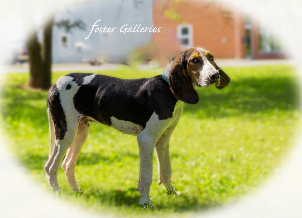 Hound enjoying time outdoors
