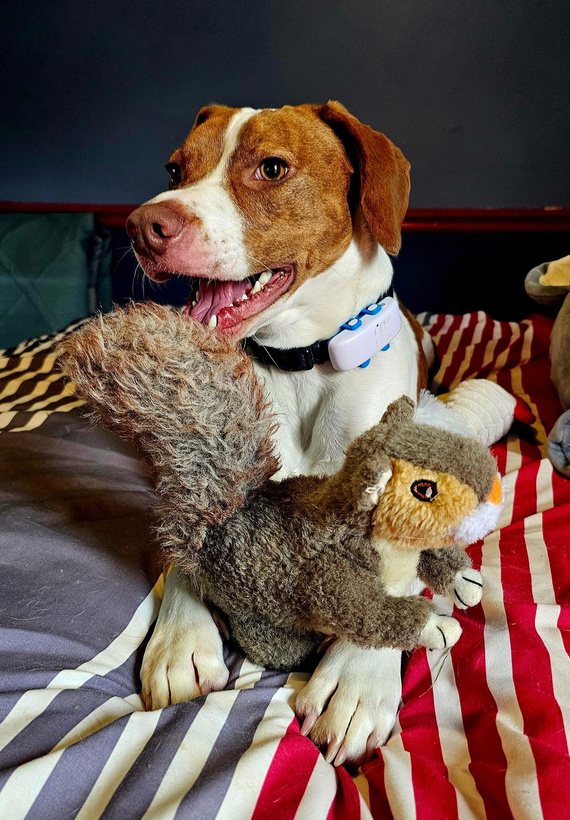 Happy rescued hound at home