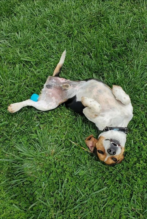 Hound recovering after rescue