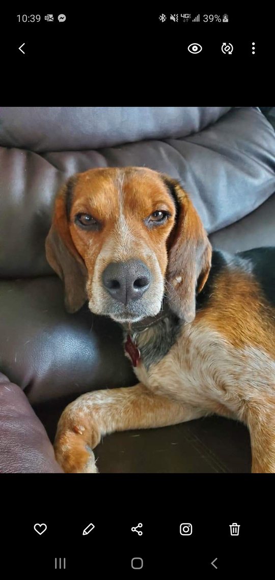 Hound safe and comfortable indoors