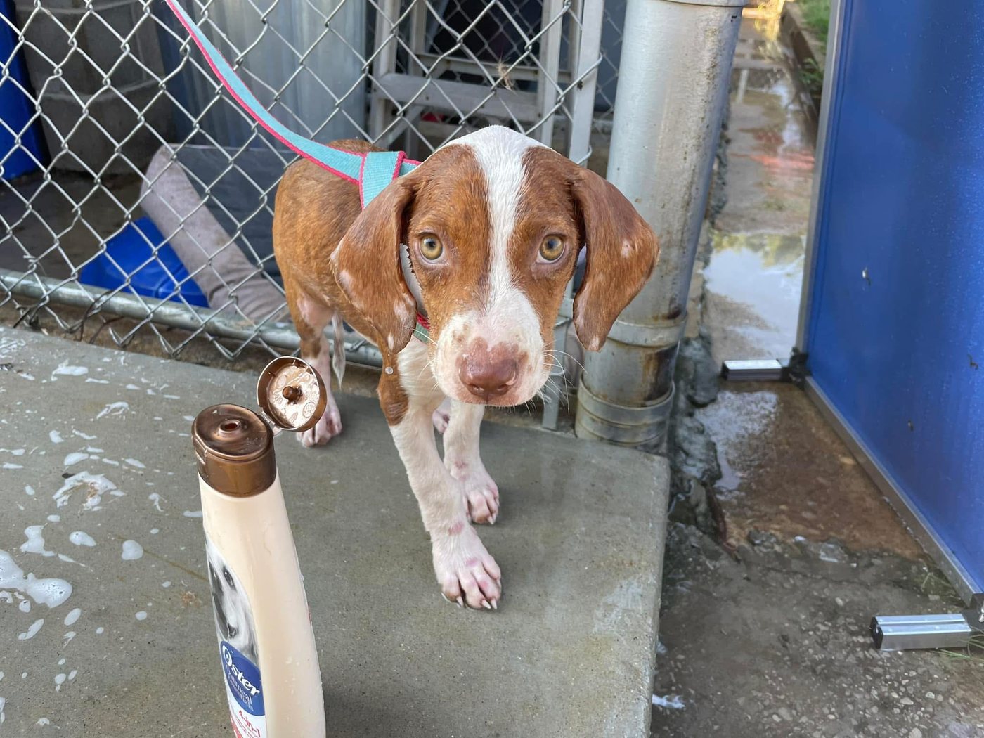 Rescued hound outdoors