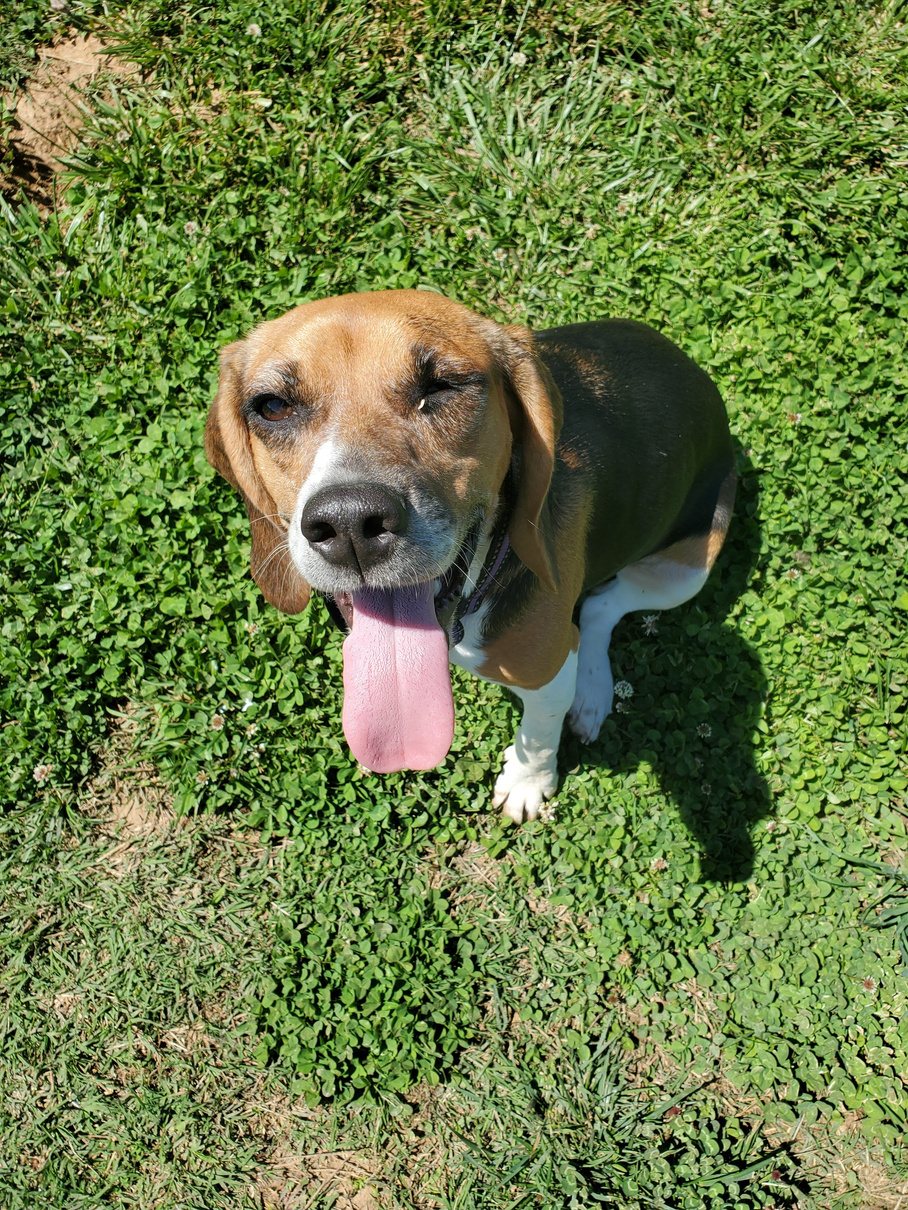 Happy hound outdoors