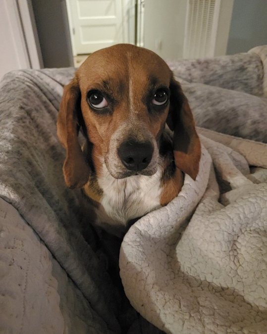 Hound tucked safely into a blanket