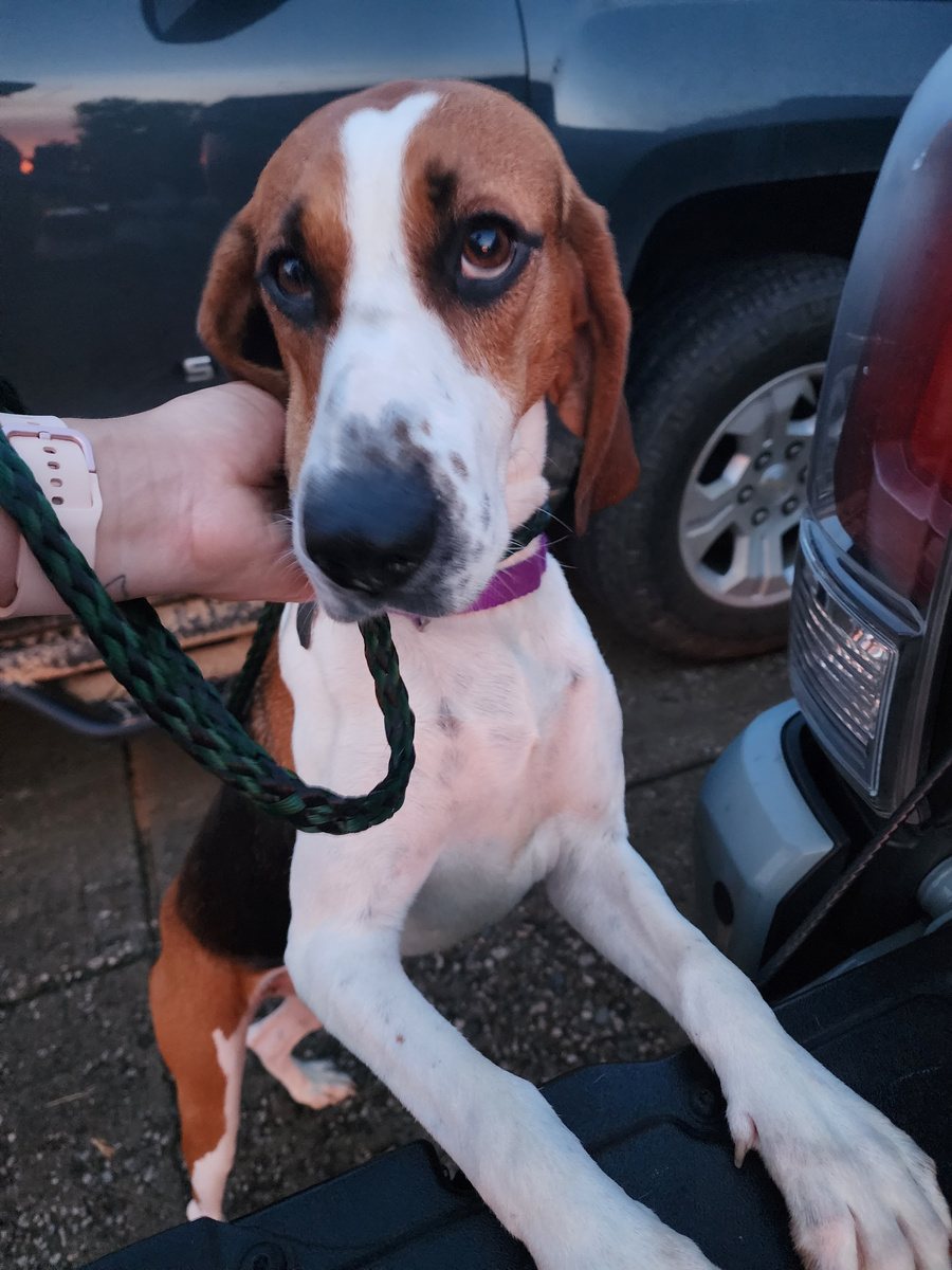 Hound during rescue transport
